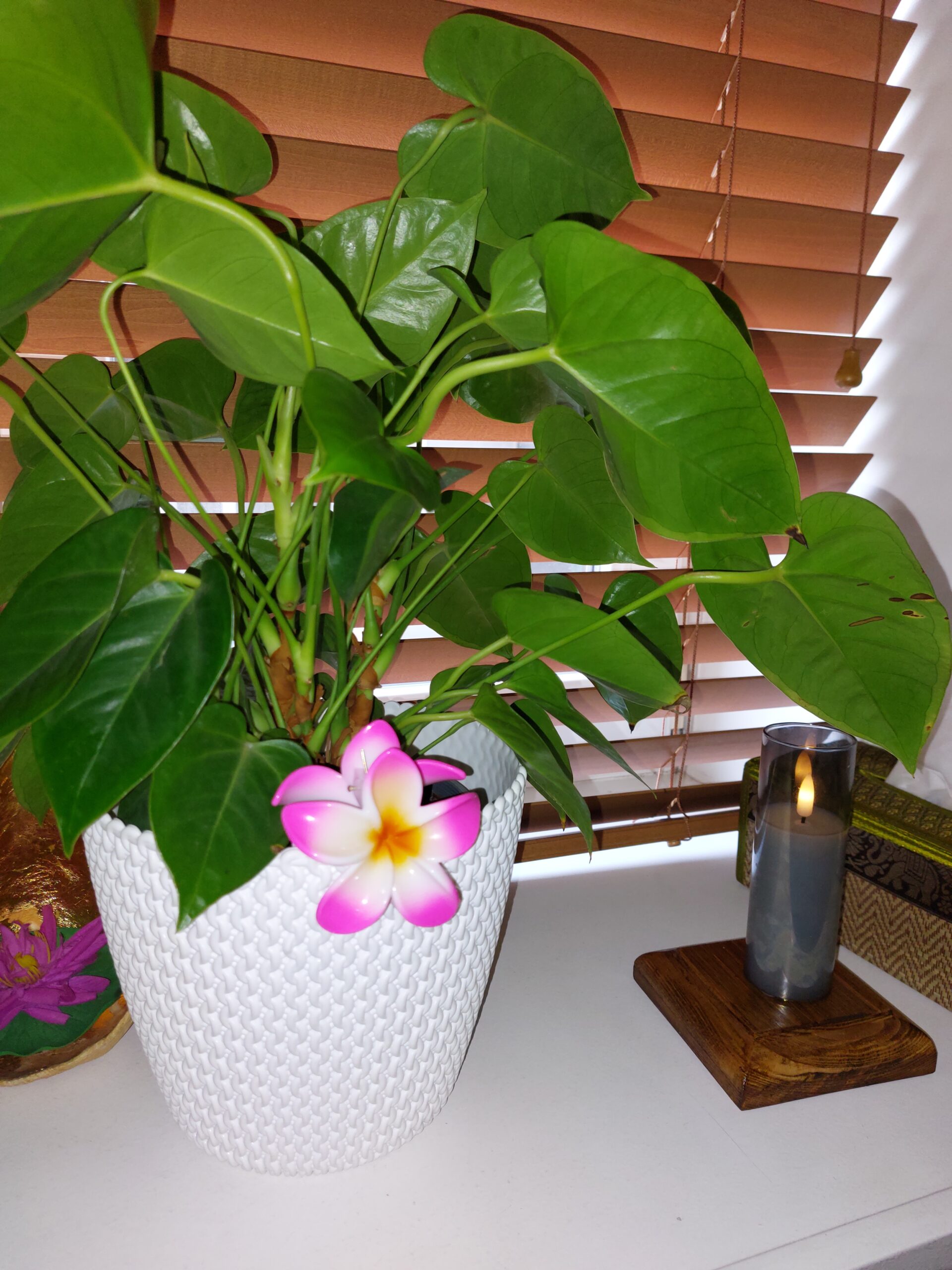 ThaisabaiRiga-fresh flower